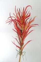 Indian Paintbrush