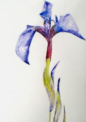Iris