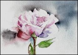 Peony