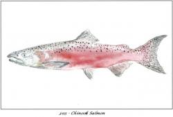 Chinook Salmon