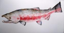 Red King Salmon