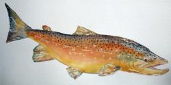 Brown Trout