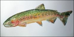Cutthroat Trout