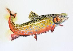 Brook Trout